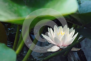 The beautiful white lotus flower or water lily reflection with the water in the pond