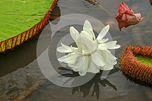 The beautiful white lotus flower or water lily reflection with the water in the pond.The reflection of the white lotus