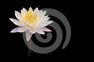 Beautiful white lotus flower or white lily flower blossom water lily with yellow pollen, isolated on black background with