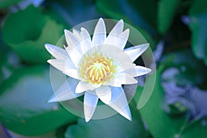 Beautiful white lotus flowers in blossom, close-up
