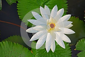 Beautiful white lotus