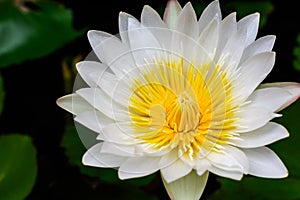 Beautiful White lotus (water lily)