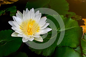 Beautiful White lotus (water lily)