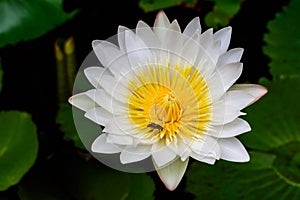 Beautiful White lotus (water lily)