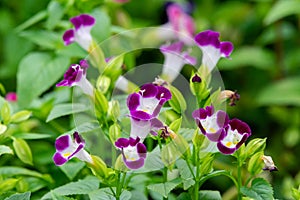 Beautiful White Magenta Purple Colored Flowers and Floral Background for Natural Garden Design Theme