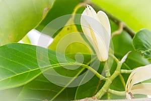 Beautiful white Magnolia alba flower on tree, also known as the white champaca, white sandalwood, or white jade orchid tree