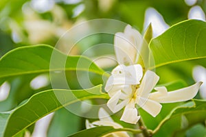 Beautiful white Magnolia alba flower on tree, also known as the white champaca, white sandalwood, or white jade orchid tree