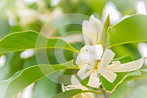 Beautiful white Magnolia alba flower on tree, also known as the white champaca, white sandalwood, or white jade orchid tree