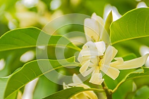 Beautiful white Magnolia alba flower on tree, also known as the white champaca, white sandalwood, or white jade orchid tree