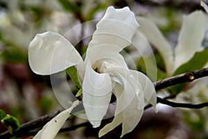 Beautiful white magnolia close-up in Goztepe Park in Istanbul, Turkey photo