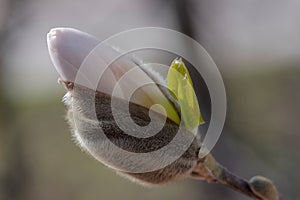 A beautiful white magnolia flower bud just before blooming.