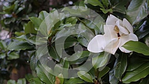 Beautiful white magnolia flower in a garden close-up