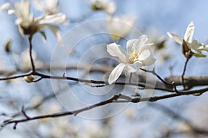 Beautiful white magnolia flowers on a tree with blue sky