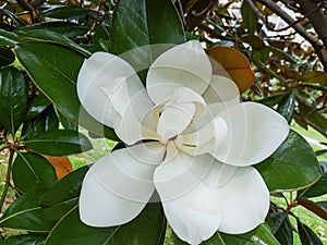 Beautiful white Magnolia Grandiflora flower among the green leaves