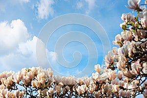 Beautiful white magnolia tree blossom in spring season