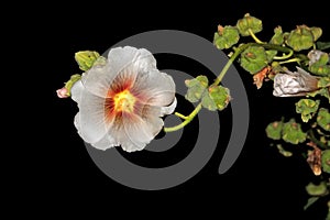 Beautiful white malva at night photo