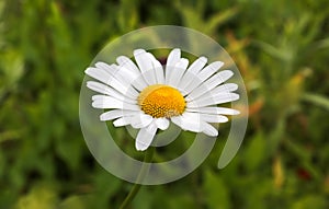 Beautiful white margerite flowers on a green field. Leucanthemum vulgare in springtime photo