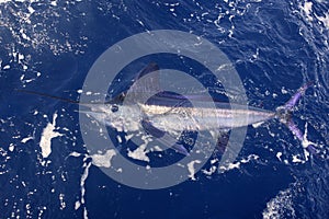 Beautiful white marlin real billfish sport fishing