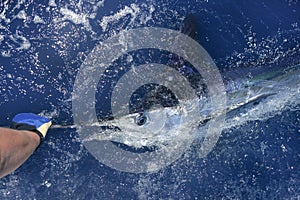 Beautiful white marlin real billfish sport fishing