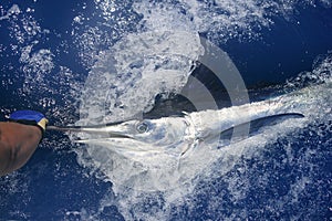 Beautiful white marlin real billfish sport fishing