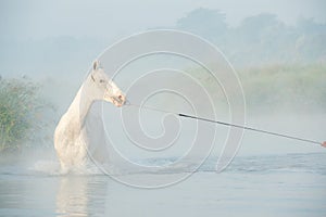 Beautiful white Marwari  horse swimming in river at early morning around  frog . india