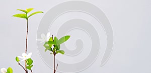 Beautiful white or Mok flower with green leaves and branch isolated on gray cement wall background with right copy space