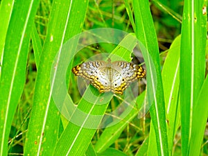 Beautiful White Monarch Butterfly on a large green blade of grass