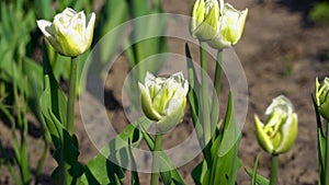 Beautiful white Mondial tulips blooming in spring garden. Fresh flowers in blossom shaking on wind