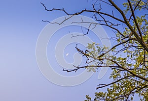 Beautiful white moon during the daytime. Moon in the daytime on a clear blue sky, surrounded surrounded by branches and green