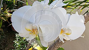 Beautiful white moth orchids or phalaenopsis orchids