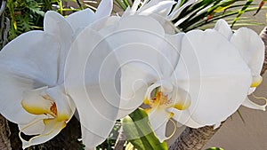Beautiful white moth orchids or phalaenopsis orchids