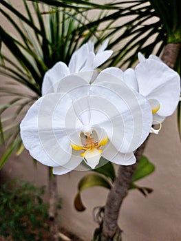 Beautiful white moth orchids or phalaenopsis orchids