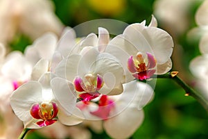 Beautiful white moth or phalaenopsis blume orchids photo