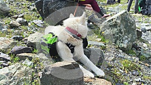 A beautiful white mountaineer dog with a backpack on his back is resting on the rocks after a long trek.