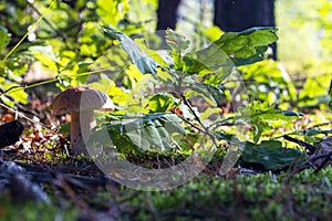 Beautiful white mushroom grow in sunlight forest