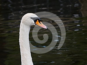 Beautiful white Mute swan / Cygnus olor portrait against a dark water background