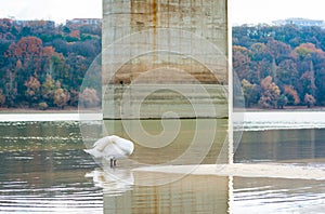 Beautiful white mute swan in the nature cleaning his feathers standing in the water of Danube river with his head under his wing w