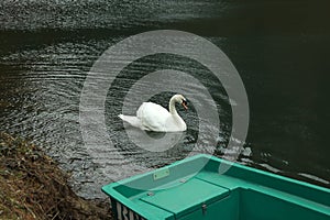 Beautiful white mute swan swimming in pond