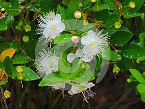 Beautiful white Myrtle flowers - a symbol of peace and quiet in the summer in Cyprus.