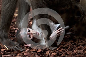 beautiful white-naped mangabey baby and her father playing in a zoo in valencia spain