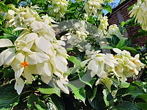 beautiful white Nusa Indah flowers blooming in spring photo