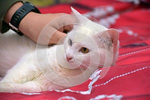 White odd-eyed cat on a red background