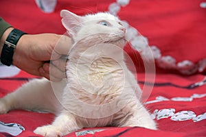 White odd-eyed cat on a red background