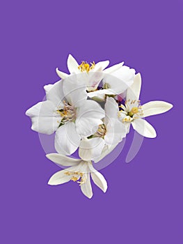 Beautiful white orange and apple tree flowers on purple background