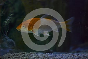 Beautiful white and orange Comet fish swimming in the aquarium