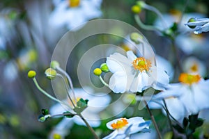 Beautiful white orange flowers with blurry background in spring