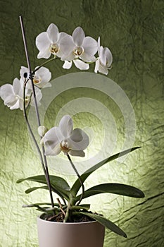 Beautiful white orchid