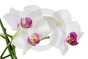 Beautiful white orchid