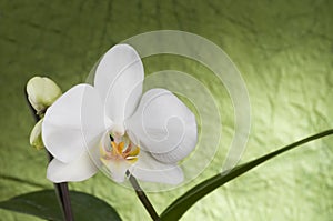 Beautiful white orchid