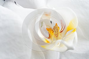 Beautiful White Orchid Flower. extrime macro shot